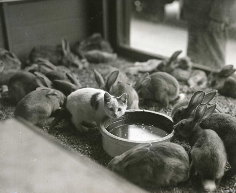 В гостях у кроликов, 1930 г.