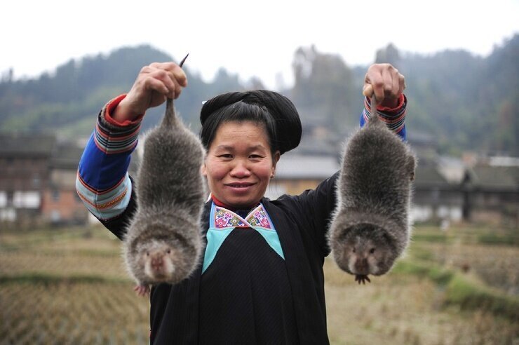 Как китайцы разводят бамбуковых крыс