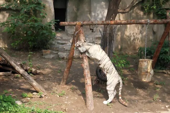 Появились сообщения, что еще несколько обитателей зоопарка, две панды и носорог, демонстрируют схожее поведение