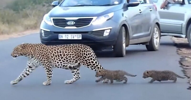 Как самка леопарда переводила детенышей через дорогу