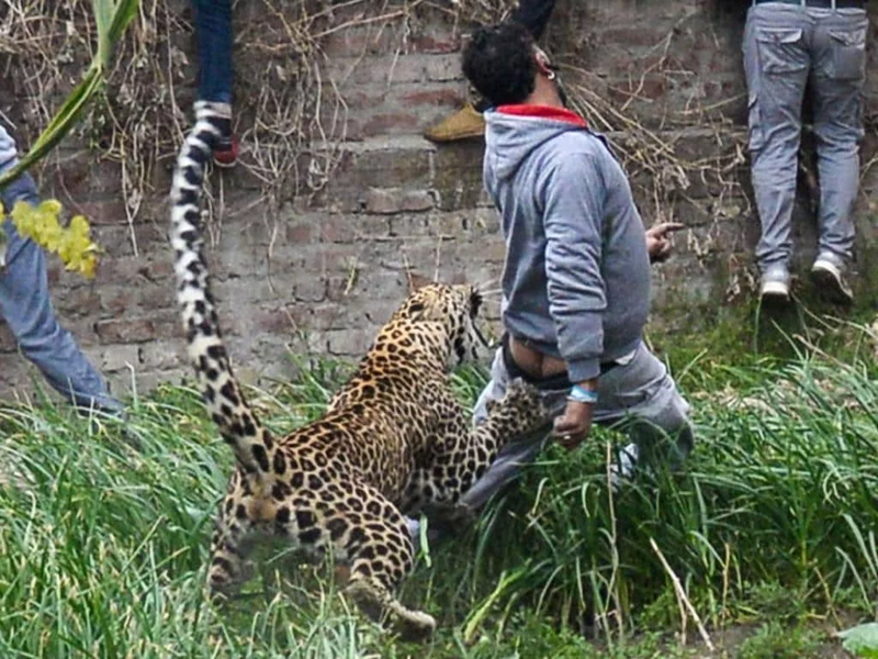 Леопард: Тактика смертельных атак кошки-невидимки