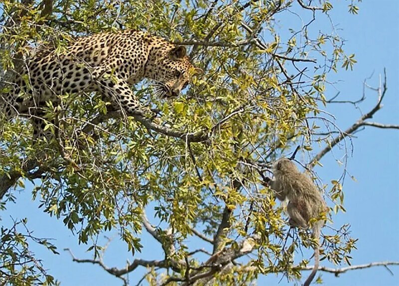 Леопард: Тактика смертельных атак кошки-невидимки