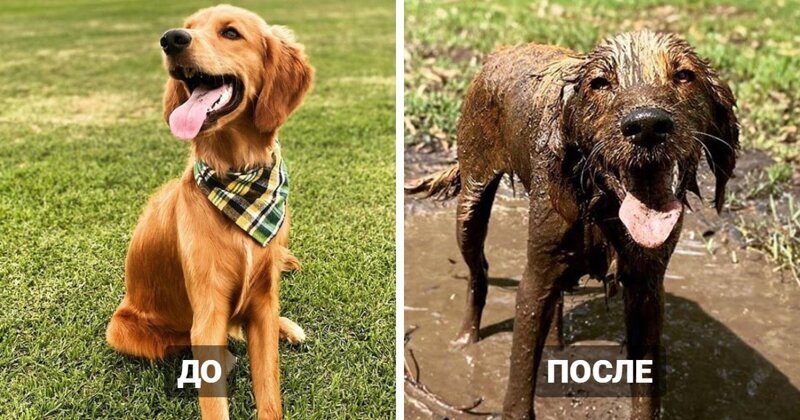 До и после прогулки: смешные фото собак-грязнуль