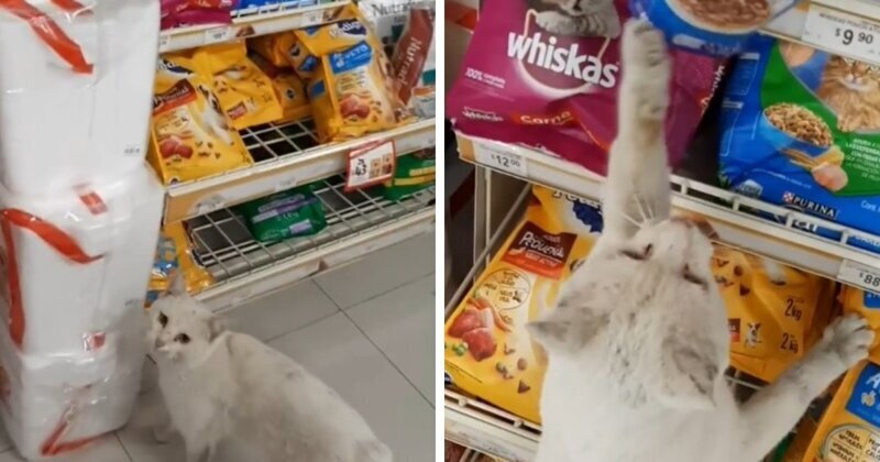 Кот настойчиво повёл женщину к отделу кормов и чуть ли не лапой указал на желаемый продукт