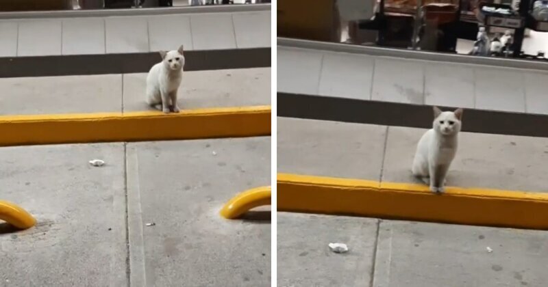 Мексиканка встретила на улице немного потрёпанного белого кота. И у него был для неё квест