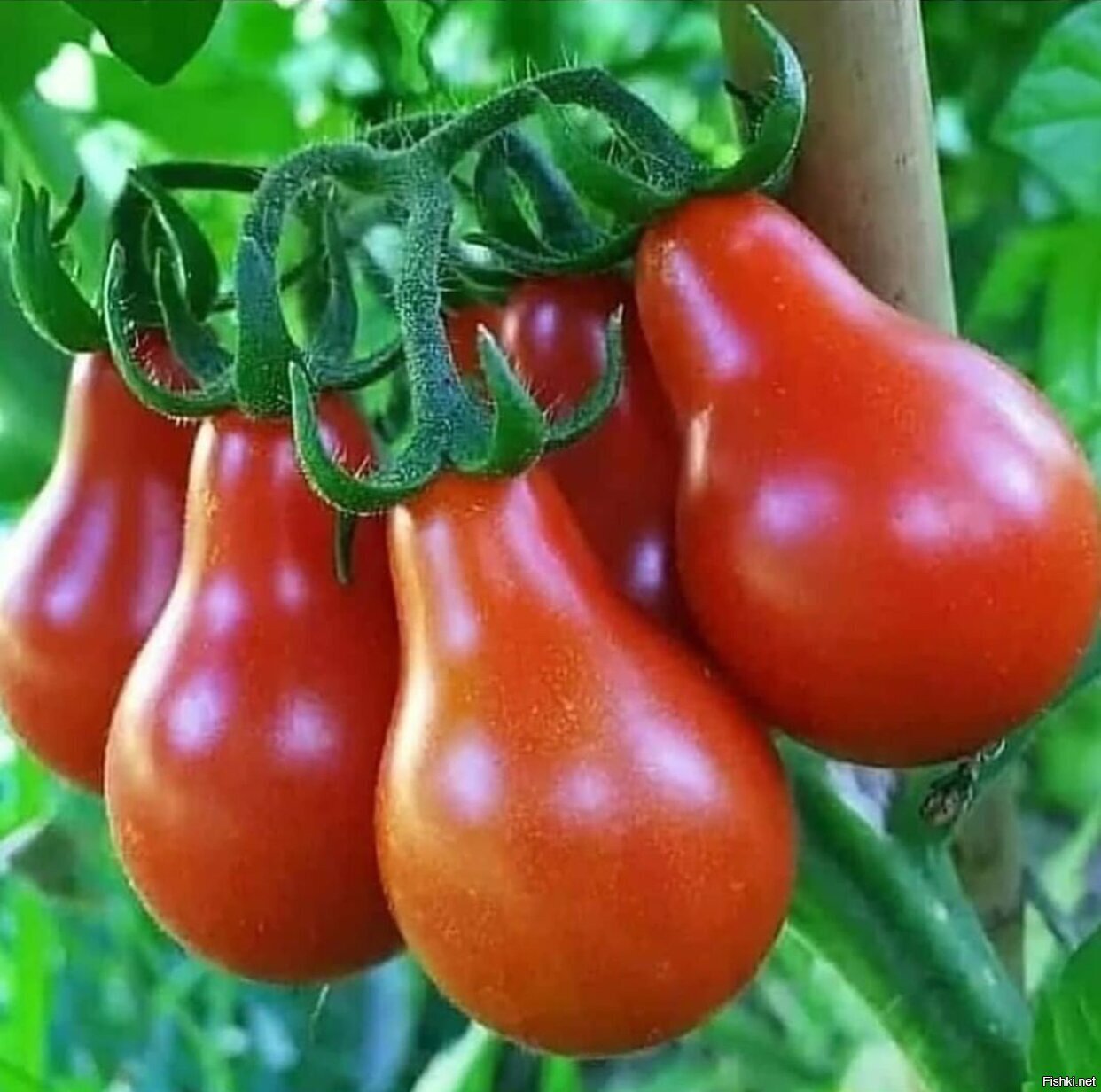 Червона груша томат