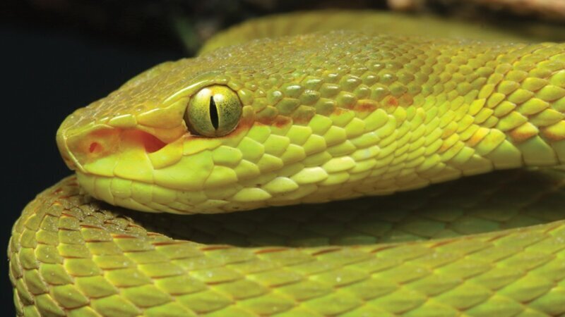 Ученые назвали новый вид змей в честь персонажа "Гарри Поттера"
