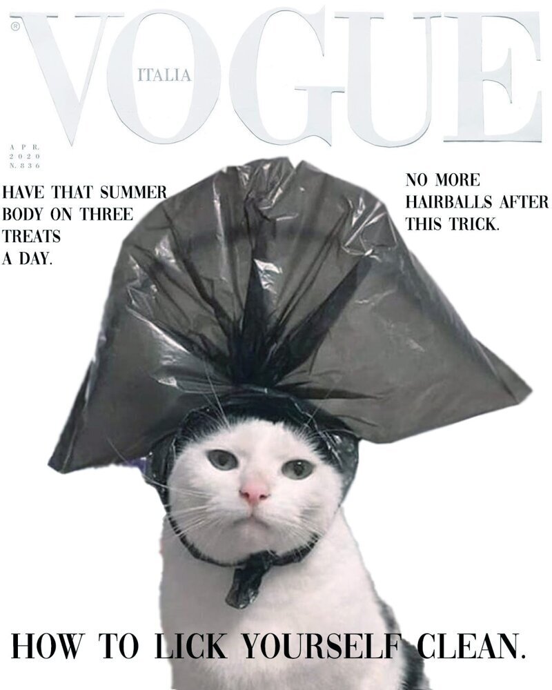 Кот с пакетом на голове