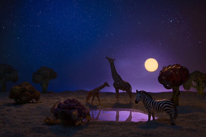 Жирафы и зебра в окружении брокколи и цветной капусты. (Фото Julia Wimmerlin):