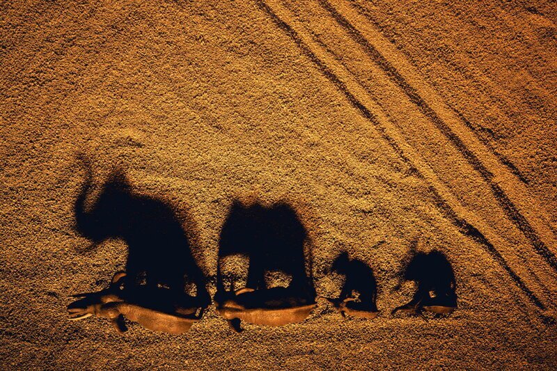 Стадо игрушечных слонов и песочек. (Фото Julia Wimmerlin):