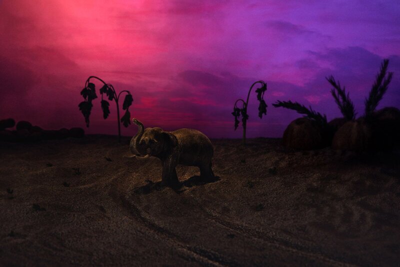 Слон на фоне пейзажа из петрушки, розмарина, тамаринда и кокосов. (Фото Julia Wimmerlin):