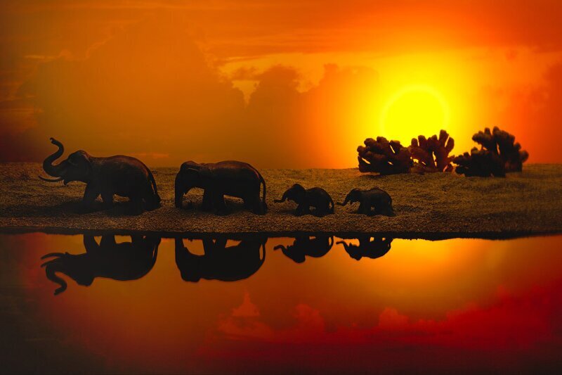 Стадо слонов и деревья из имбиря. (Фото Julia Wimmerlin):
