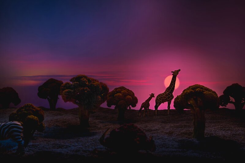 Жирафы и зебра в окружении брокколи и цветной капусты. (Фото Julia Wimmerlin):