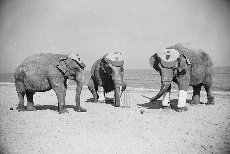 Могучие величественные слоны поражают воображение публики приморского британского городка Скегнесс игрой в крикет, 1 сентября 1936