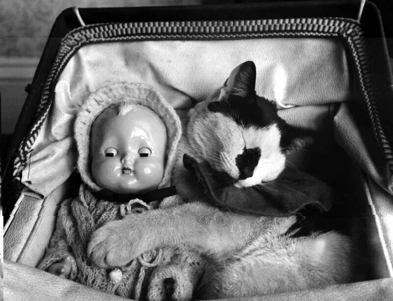 Юная хозяйка превратила домашнего питомца в нянечку своей любимой куклы, но ушлый котик решил, что кроватка слишком мягкая и уютная для одной спящей игрушки, 15 октября 1954