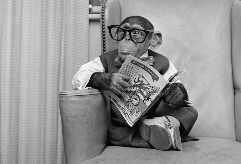 И снова в объективе фотокамеры Кокомо-младший. На этот раз молодой шимпанзе развлекается «чтением» журнала комиксов, 1958