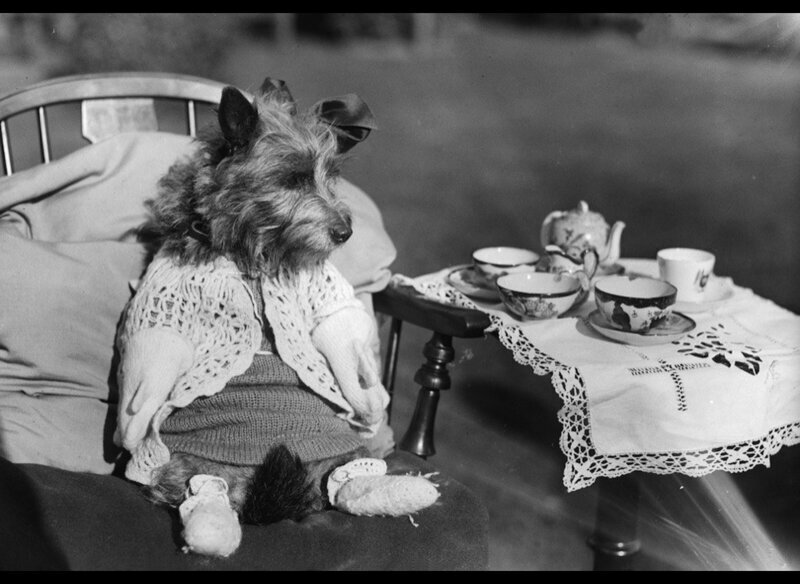 Собачка на чайной церемонии, октябрь 1934