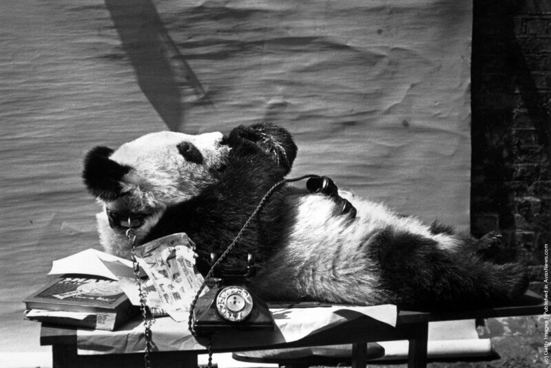 Молодая панда осваивает телефонный аппарат, 1940