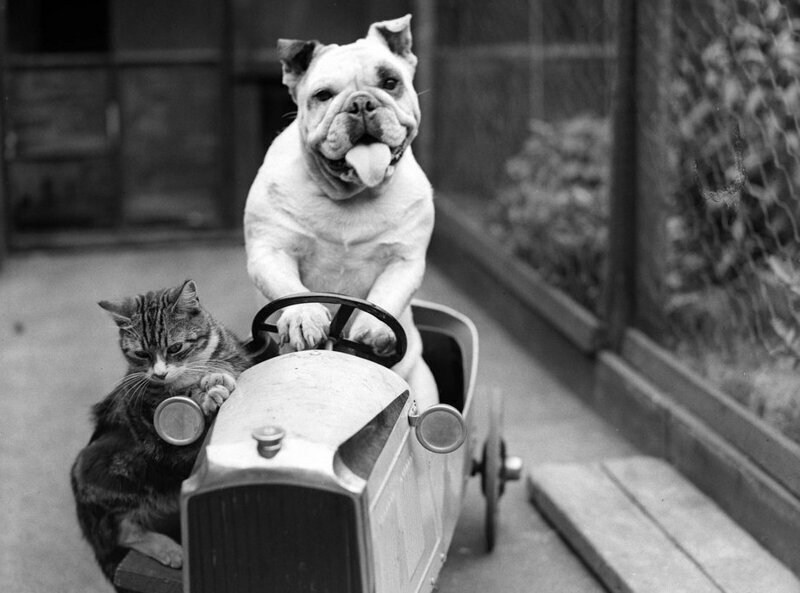 Кот со своим другом бульдогом выехали на покатушки на игрушечном авто, 3 июля 1933