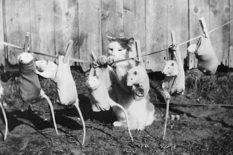Кошка развешивает дрессированных мышей на бельевой веревке, сентябрь 1933