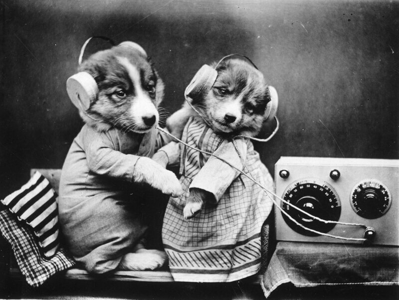 Друзья-собачки слушают свою любимую музыкальную передачу по радио, 4 февраля 1926