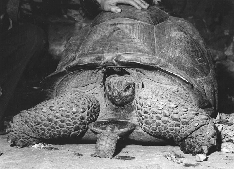Две черепахи удивительно контрастных размеров – обитатели Бристольского зоопарка, 1961