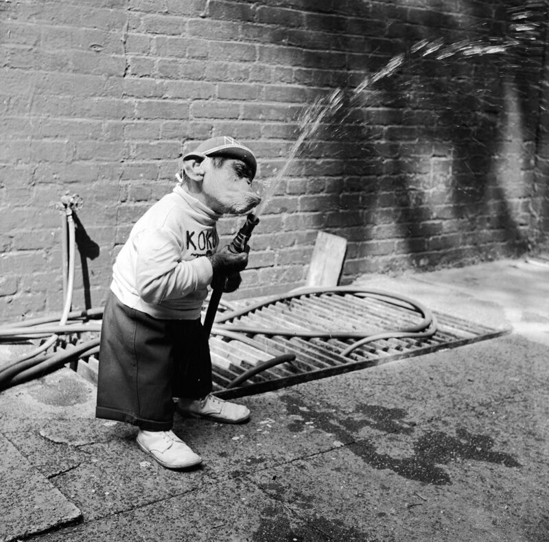 Шимпанзе по имени Кокомо-младший вышел на прогулку возле нью-йоркской квартиры своего владельца и решил поиграть с водопроводным шлангом, 1960