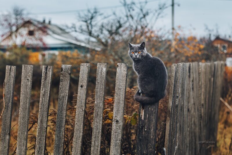 Весна пришла, коты прилетели!