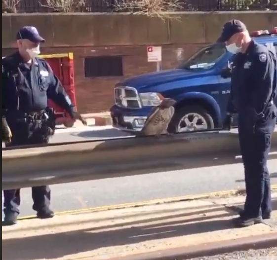 Полицейские спасли краснохвостого ястреба на шоссе в Нью-Йорке