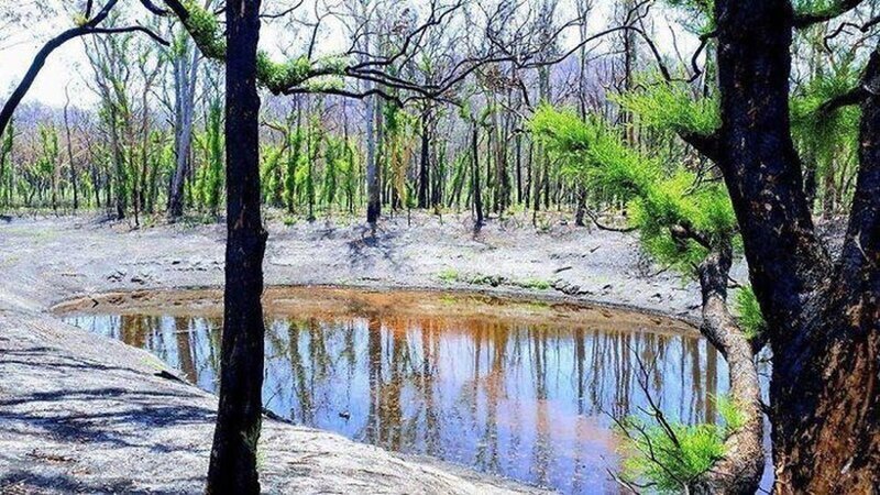 Вместо огня пришла вода, материал заполонили наводнения. Только начав оправляться от пожаров, растения и животные вынуждены были столкнуться с новой проблемой