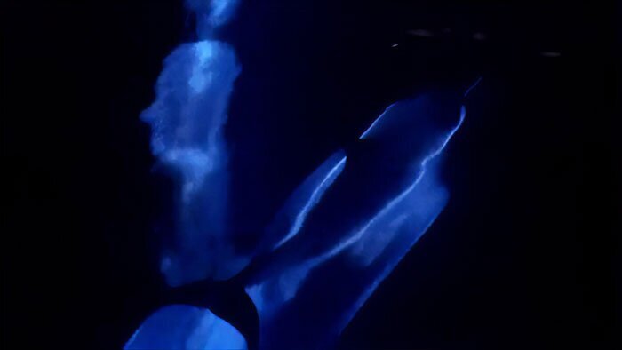 Дивное явление — подсвеченные голубым сиянием дельфины