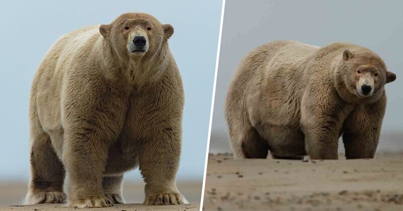 Раздобревший полярный медведь получил прозвище "Толстяк Альберт"