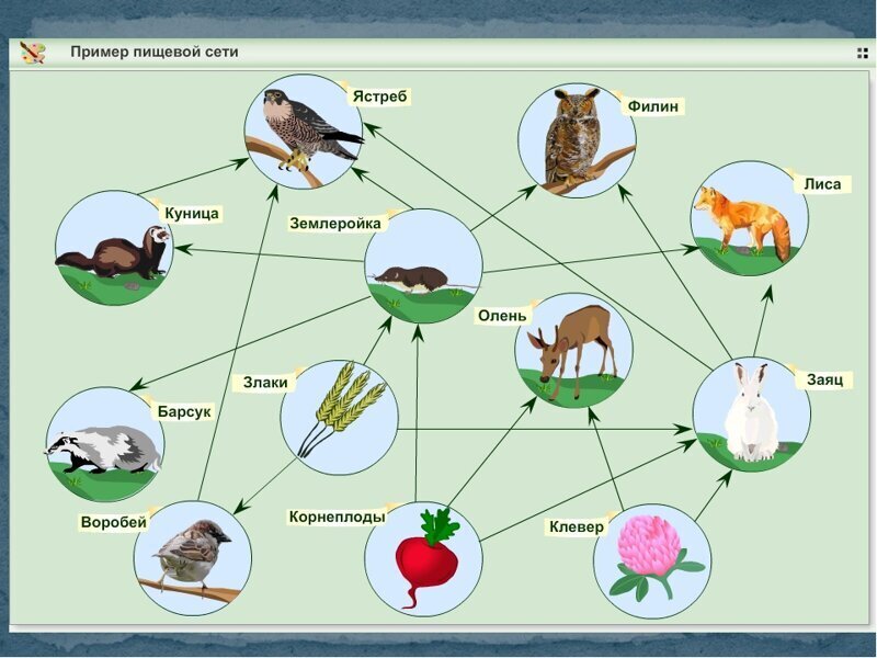 Пищевая сеть изображенная на схеме не содержит паразитов и редуцентов и отражает трофические связи