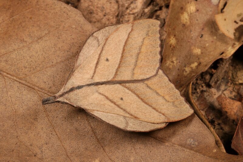 Мотылёк-коконопряд (Arguda vinata, Lasiocampidae)