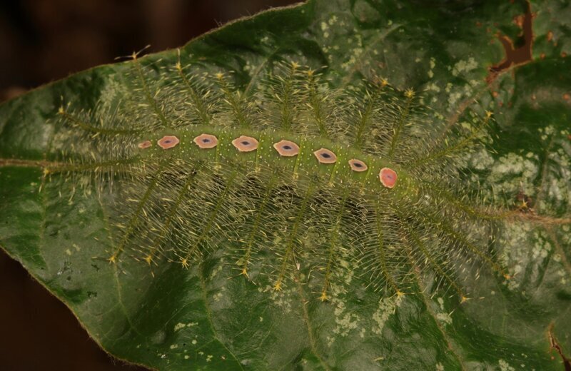 Гусеница нимфалиады (Tanaecia lepidea, Nymphalidae)