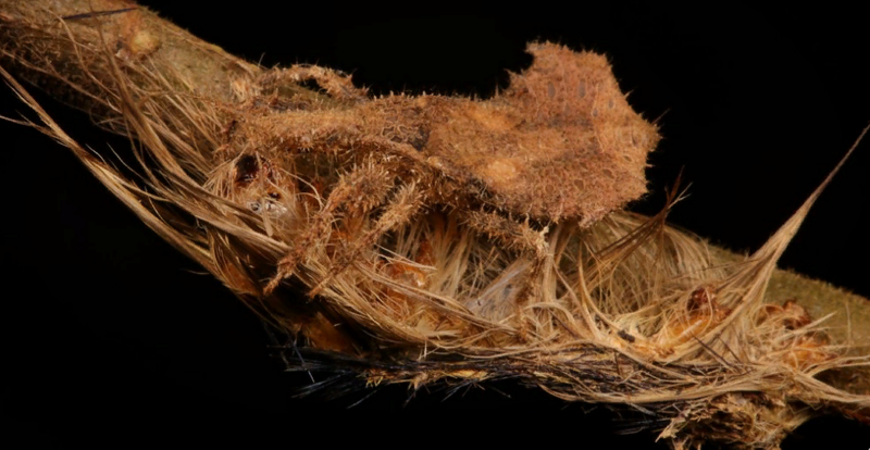 Нимфа жука-убийцы (Henricohahnia vittata, Reduviidae)