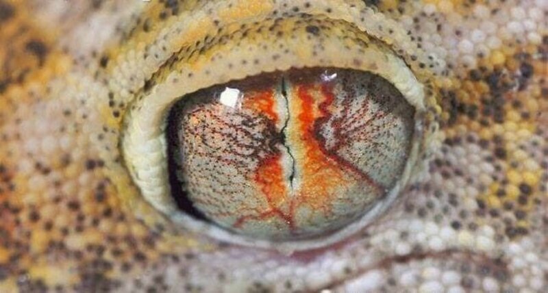 2. Гекконы - ночные ящерицы, и поэтому их глаза светочувствительны, а зрачки сужаются, попадая на свет