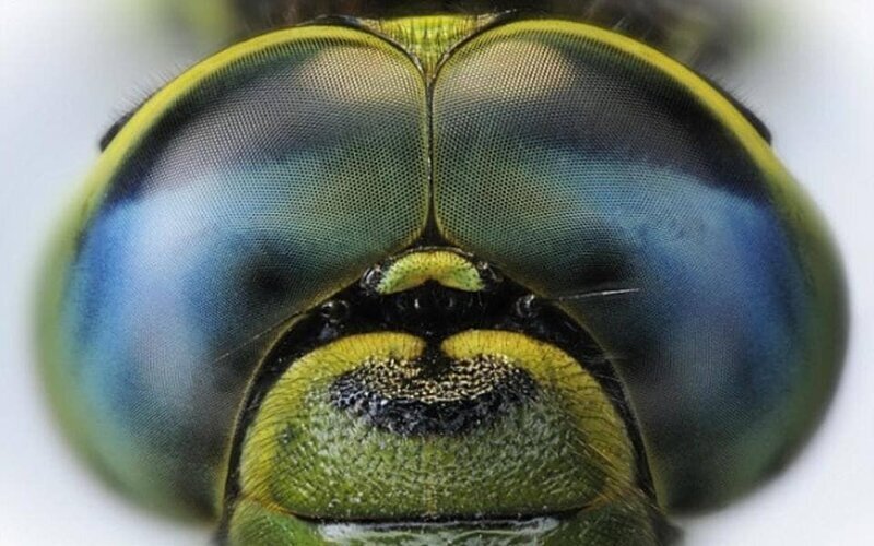 6. Глаза стрекозы состоят из тысяч крошечных глазков (фасеток), что позволяет им видеть почти на 360 градусов