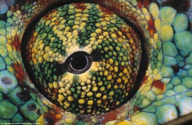 8. Глаза хамелеона имеют обзор в 360 градусов и видят в два направления сразу