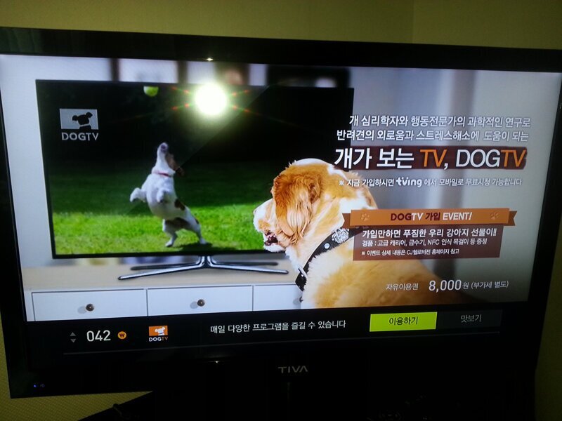 На корейском телевидении есть отдельный канал для собак