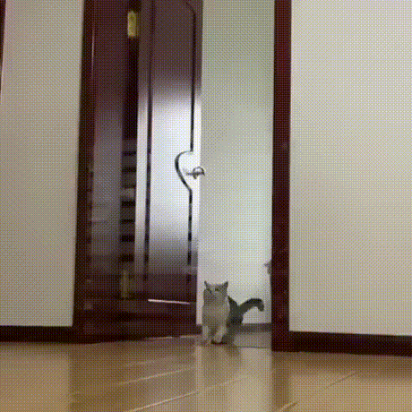 Кошачьи гифки