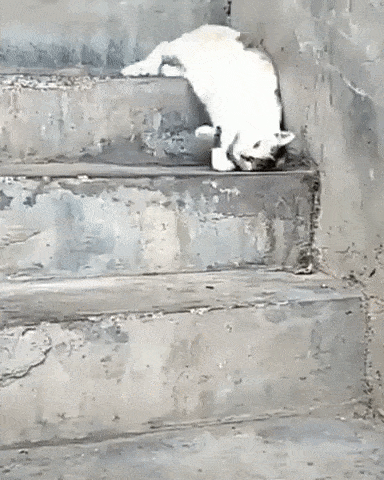 Кошачьи гифки