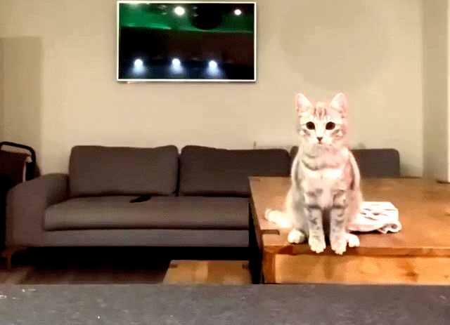 Кошачьи гифки