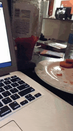 Кошачьи гифки