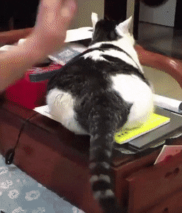 Кошачьи гифки