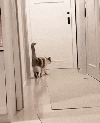 Кошачьи гифки