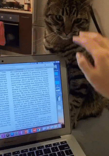 Кошачьи гифки