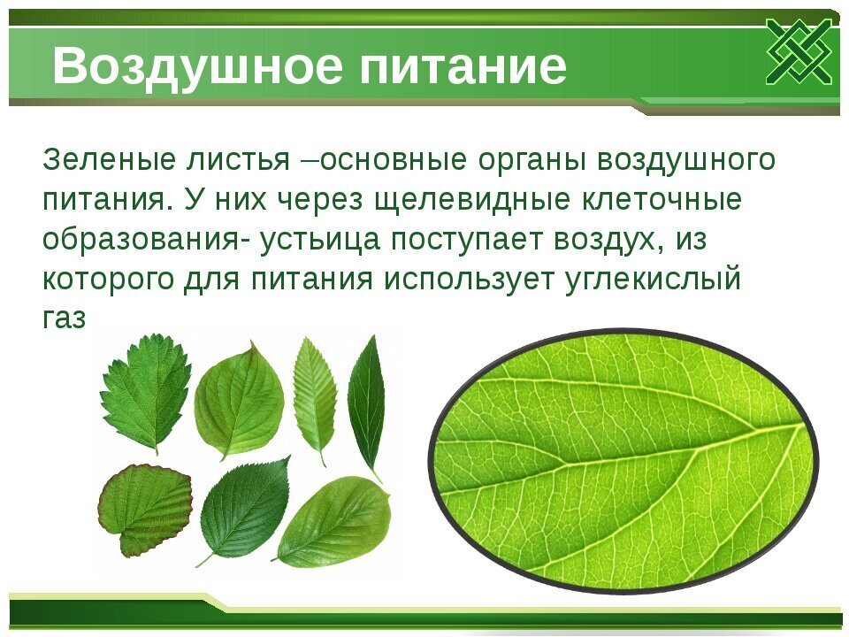 Почему листочки зеленые. Лист орган воздушного питания. Почему лист зеленых растений называют органом воздушного питания. Листья растений. Лист воздушное питание.