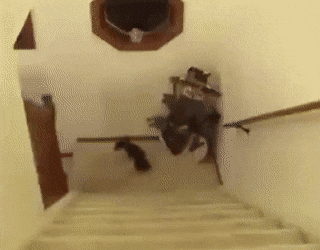 Собачьи гифки