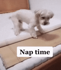 Собачьи гифки